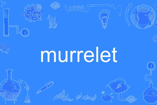 murrelet murrelet
