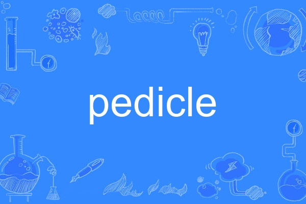 pedicle pedicle