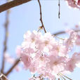 櫻屬