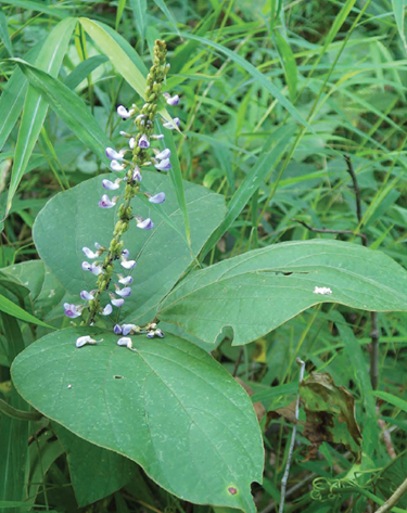 紫花瓊豆 紫花瓊豆