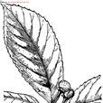 滇木荷 滇木荷
