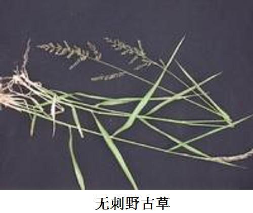 無刺野古草 無刺野古草
