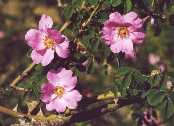 多苞薔薇 多苞薔薇