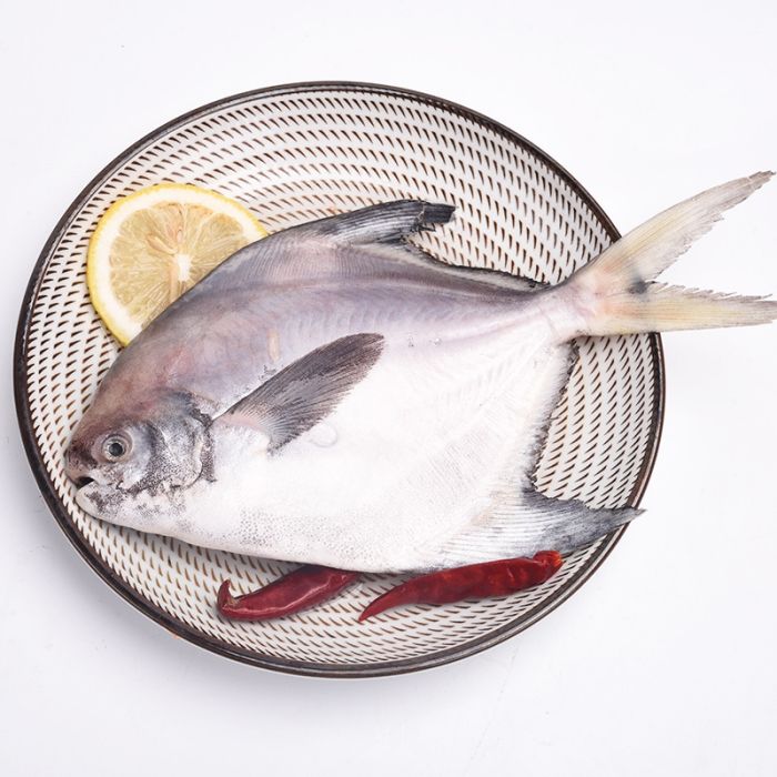 舟山鯧魚 舟山鯧魚