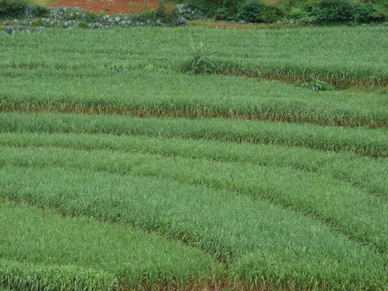 羅板村水稻種植業