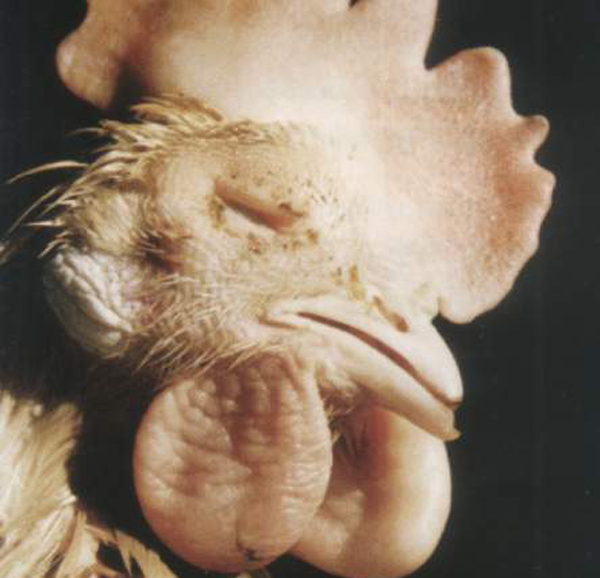 雞毒霉形體（支原體）感染