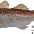大頭鱈