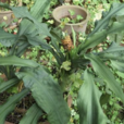 橙花開口箭 橙花開口箭