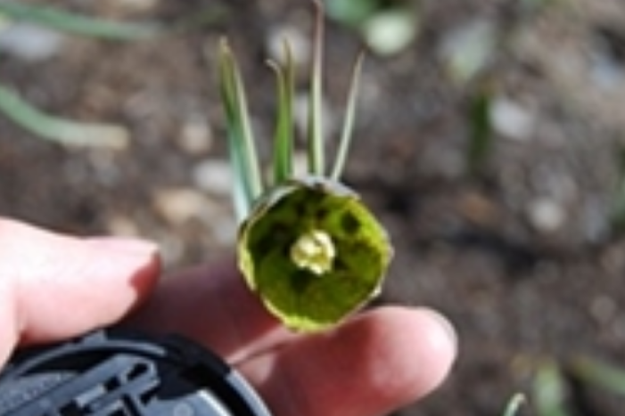 華西貝母 華西貝母