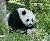 武都裕河大熊貓自然保護區