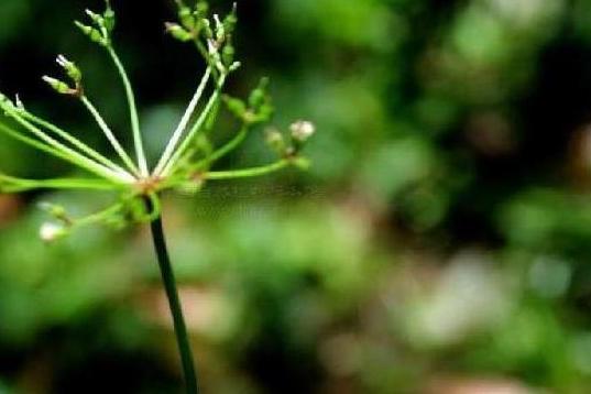 針果芹 針果芹