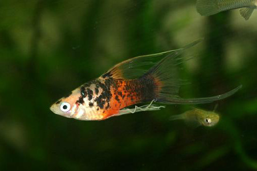 三色劍魚 三色劍魚