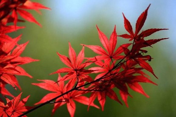 紅姬楓 紅姬楓