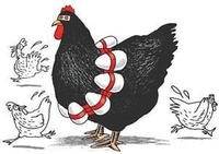 抗流感轉基因雞