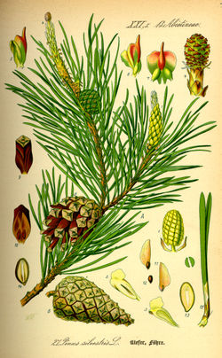 歐洲赤松 (Pinus sylvestris)