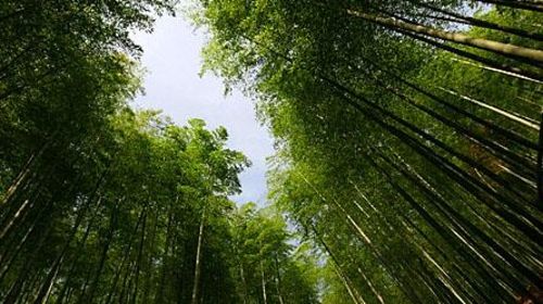 竹種園