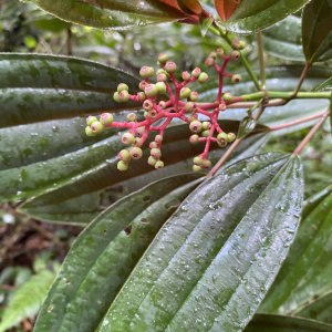 Miconia oinochrophylla