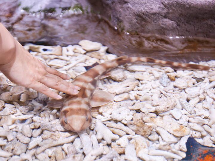 樂天世界水族館