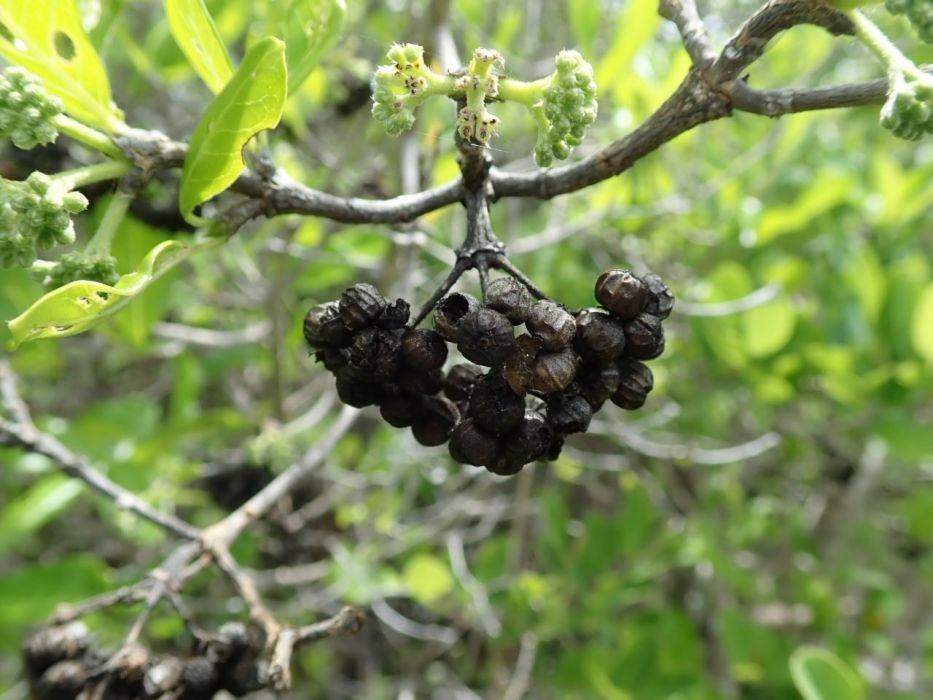 Paracephaelis cinerea Paracephaelis cinerea