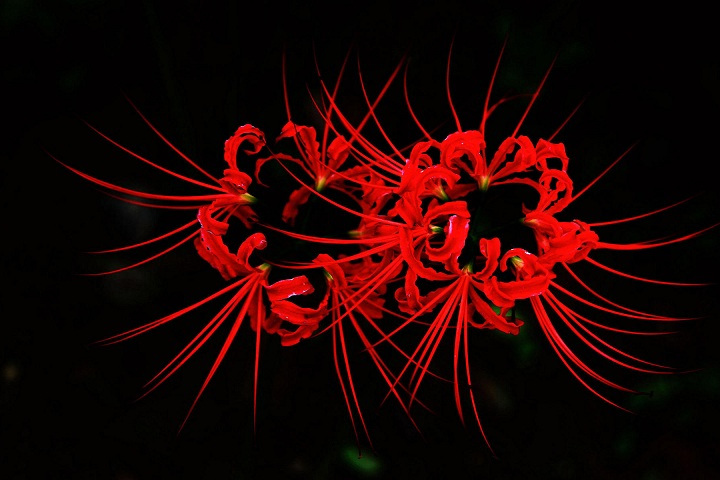 忘川花 忘川花