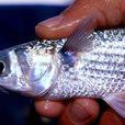 烏仔魚 烏仔魚