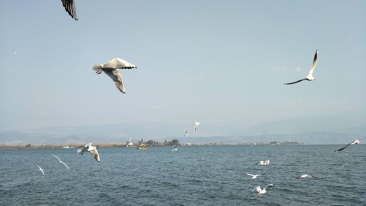 邛海湖面的海鷗