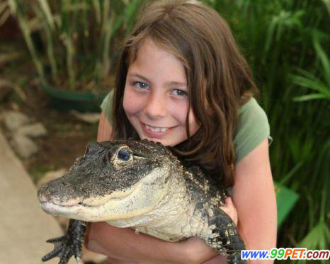 鱷魚成為年輕人的青睞，但依舊存在危險性