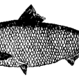 鰣魚(中藥) 鰣魚(中藥)