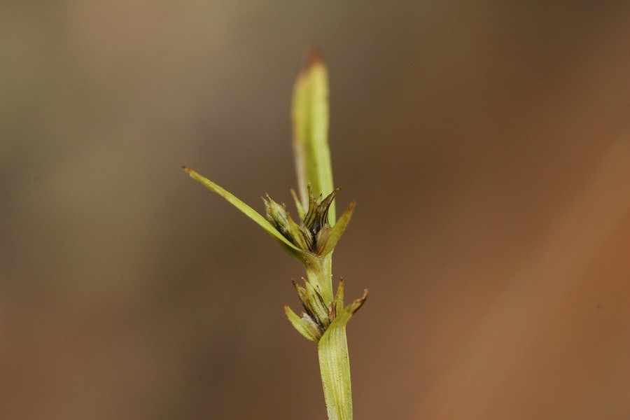 裂穎茅屬 裂穎茅屬