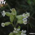 齋桑蠅子草 齋桑蠅子草