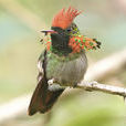 纓冠蜂鳥 纓冠蜂鳥