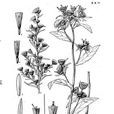香短星菊 香短星菊
