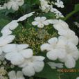 暴馬花 暴馬花