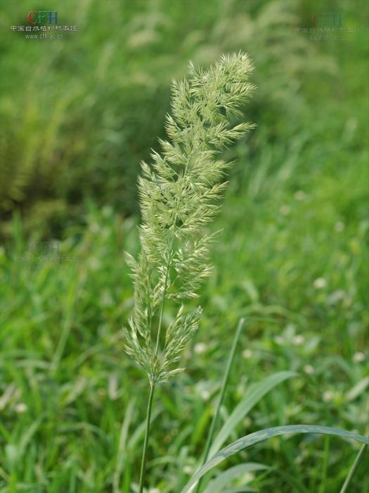 野青茅屬 野青茅屬