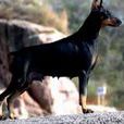 多伯曼犬 多伯曼犬