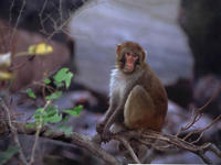 太行山獼猴