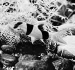 大刺泥鰍(Botia macracanthus)