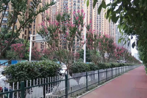 芳草路(武漢市漢陽區道路) 芳草路(武漢市漢陽區道路)
