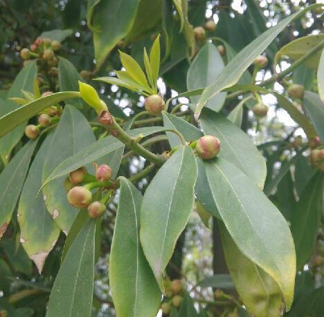 日本莽草(樒樹) 日本莽草(樒樹)