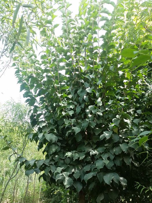 大葉圓冠榆 大葉圓冠榆