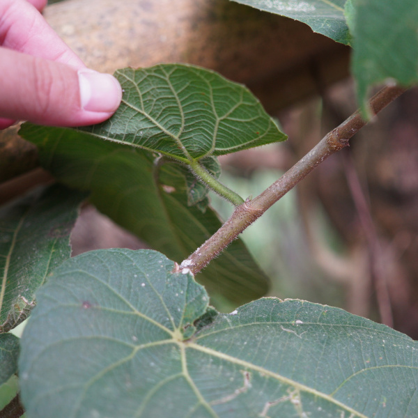 Ficus odorata