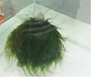 珍奇綠毛龜