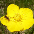 小金蓮花 小金蓮花