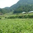 溪灘村(浙江省紹興下轄村)