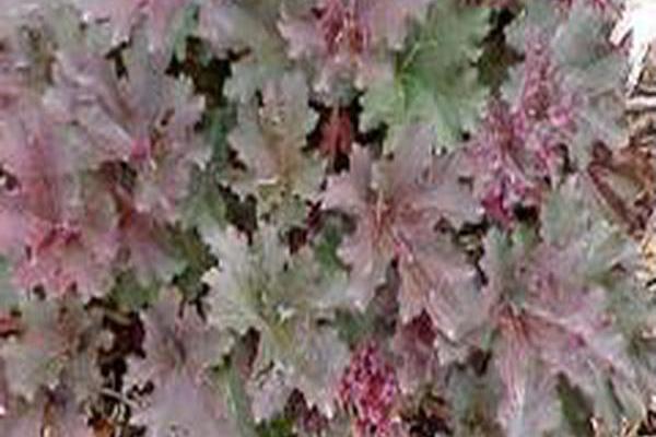 Heuchera \x27Purple Petticoats\x27