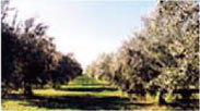 橄欖樹種植春季
