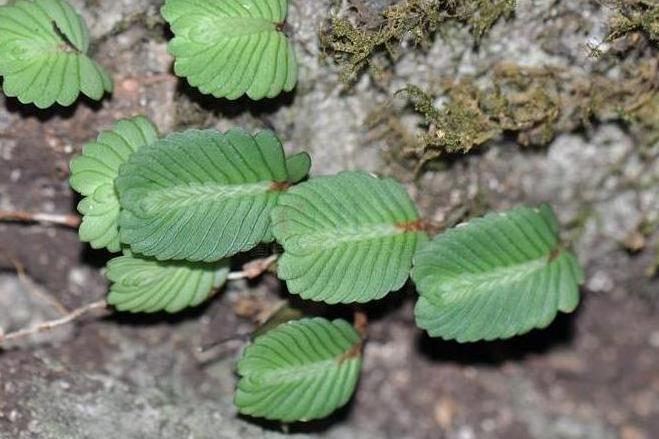 短齒樓梯草(蕁麻科樓梯草屬植物) 短齒樓梯草(蕁麻科樓梯草屬植物)