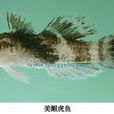 美鰕虎魚 美鰕虎魚