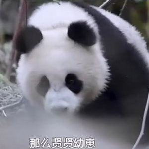 大熊貓傲然 大熊貓傲然