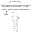 反向重複 反向重複